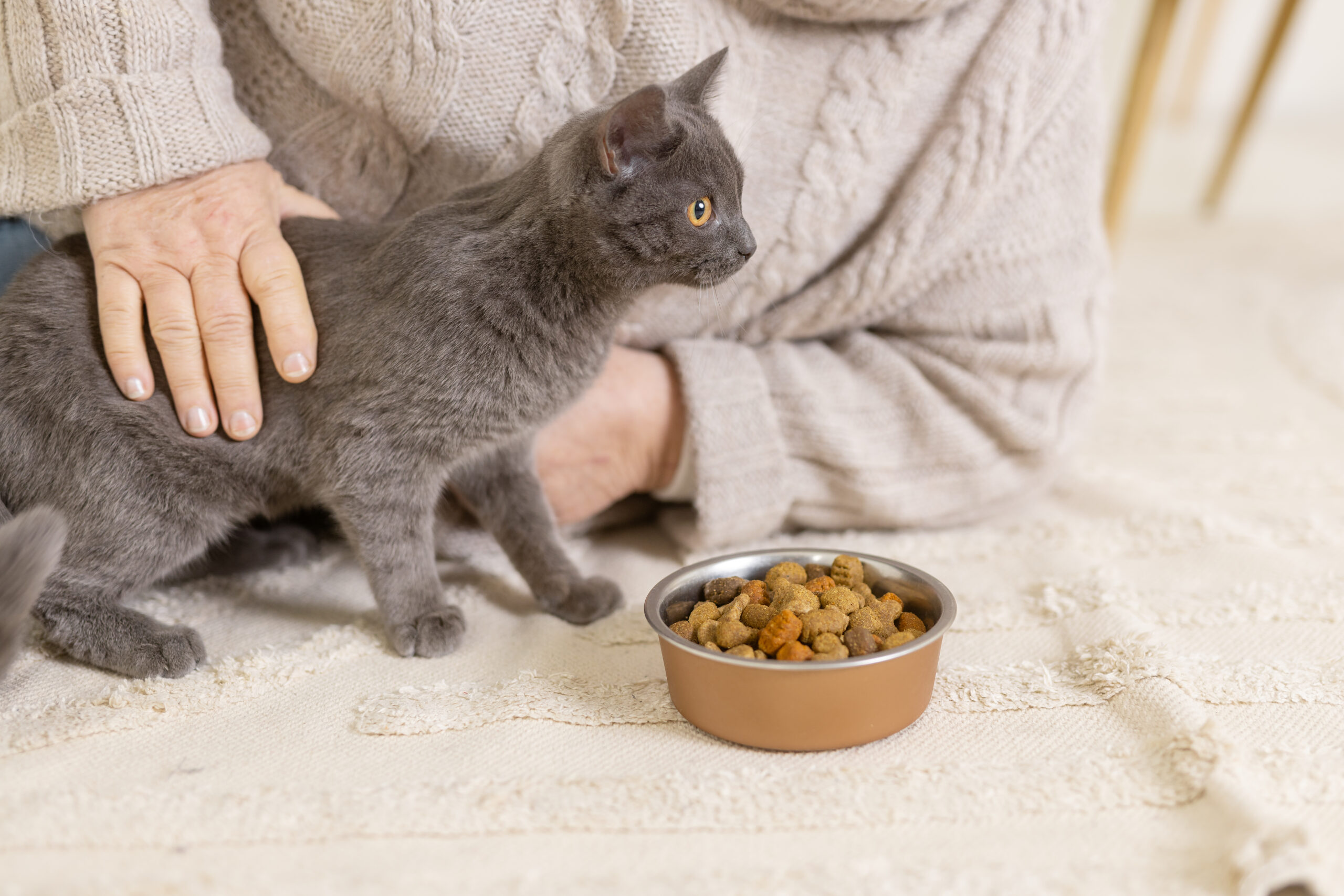 Kedi Mamaları: Sevimli Dostunuz İçin Doğru Beslenme Rehberi